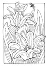 Dibujos para colorear tulipanes