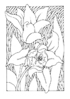 Dibujos para colorear tulipanes