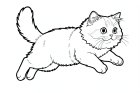 un gato persa que salta