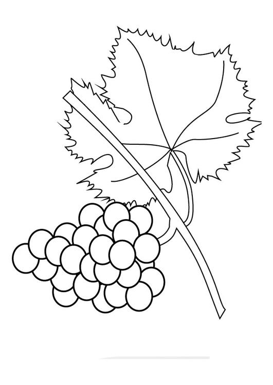 Uvas en rama