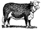 Dibujo para colorear vaca - hereford