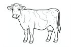 vaca