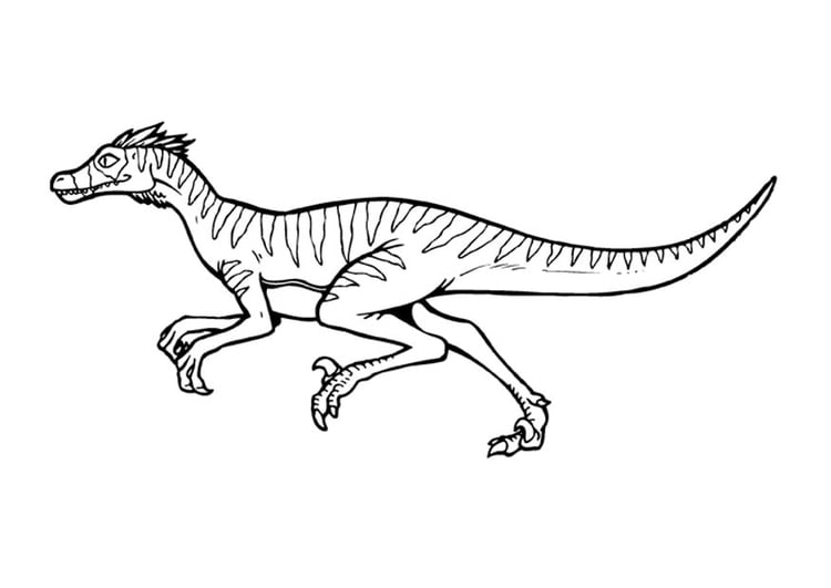 Dibujo para colorear Velociraptor - Dibujos Para Imprimir Gratis - Img 9376