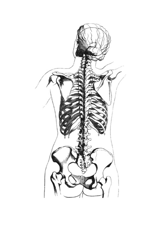 esqueleto humano vista posterior boceto dibujado a mano