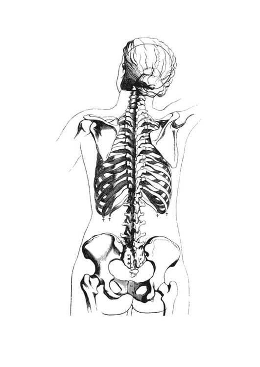 vista posterior de esqueleto