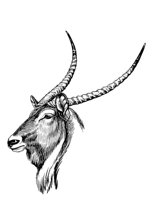 Dibujo para colorear Waterbuck