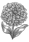 dibujo-para-colorear zinnia