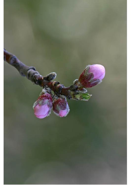 2. capullos de flores - al principio de la primavera