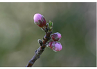 2. capullos de flores - al principio de la primavera