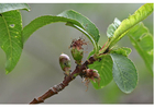 Foto 4. inicio del crecimiento de la fruta - a mitad de la primavera