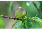 Fotos 5. fruta madura - al final de la primavera