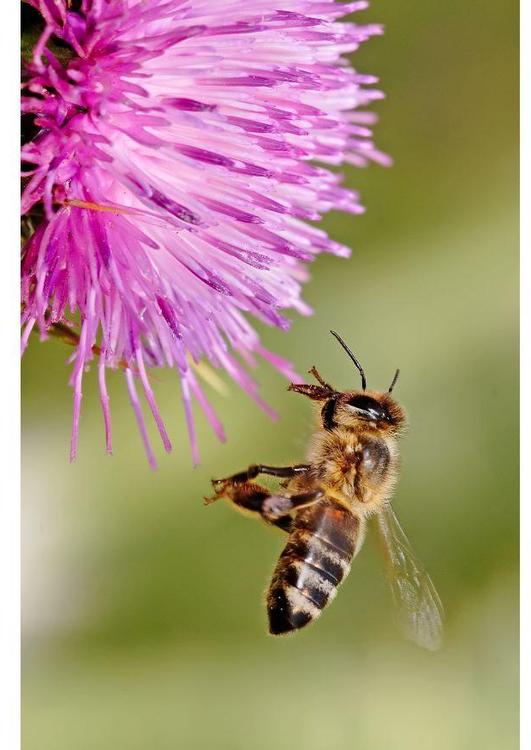 Abeja en flor