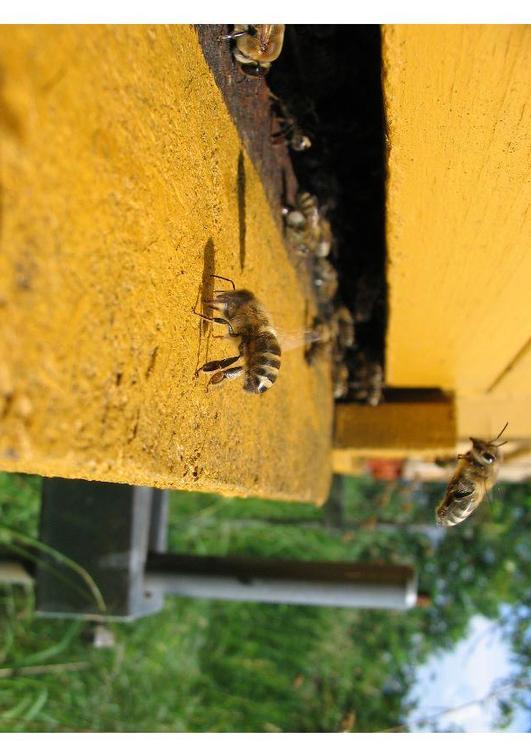 Abeja melÃ­fera en colmena