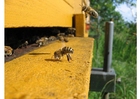 Fotos Abeja melífera en colmena