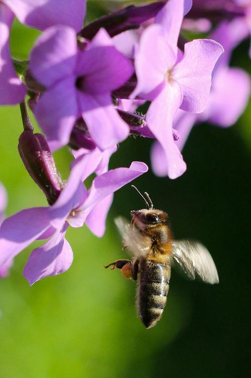 abeja