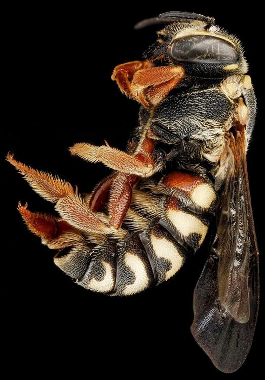 abeja