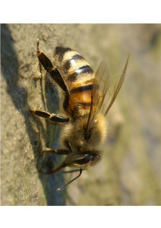 Abeja