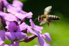 foto abeja