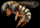 foto abeja