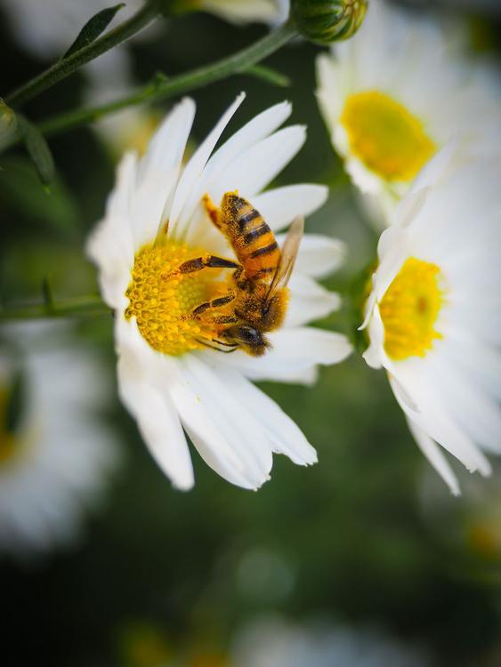 abeja sobre flor