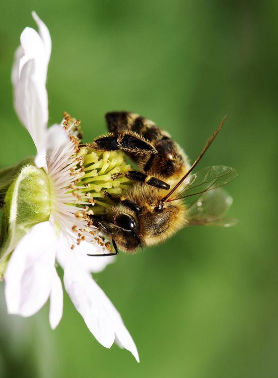 abeja sobre flor