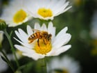 Foto abeja sobre flor