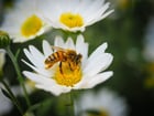 abeja sobre flor