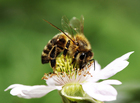 Foto abeja sobre flor