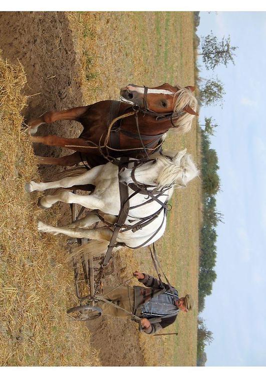 Agricultor