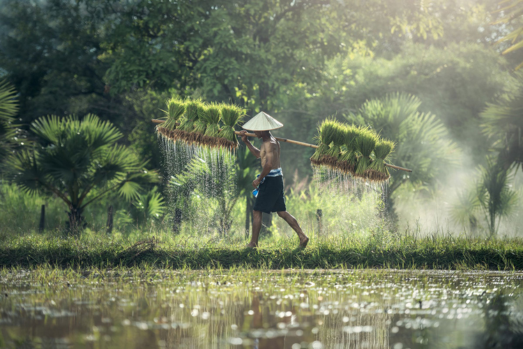 Foto agricultura