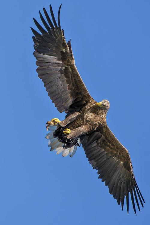 Ã¡guila