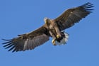 águila