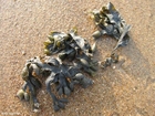 Alga burbuja
