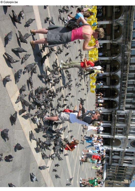 Alimentando a las palomas en la plaza de San Marco, Venecia