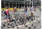 Alimentando a las palomas en la plaza de San Marco, Venecia