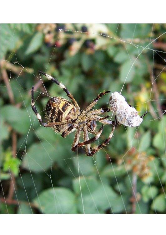 AraÃ±a con presa