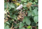 Araña con presa