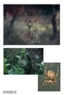 Fotos Araña de jardín