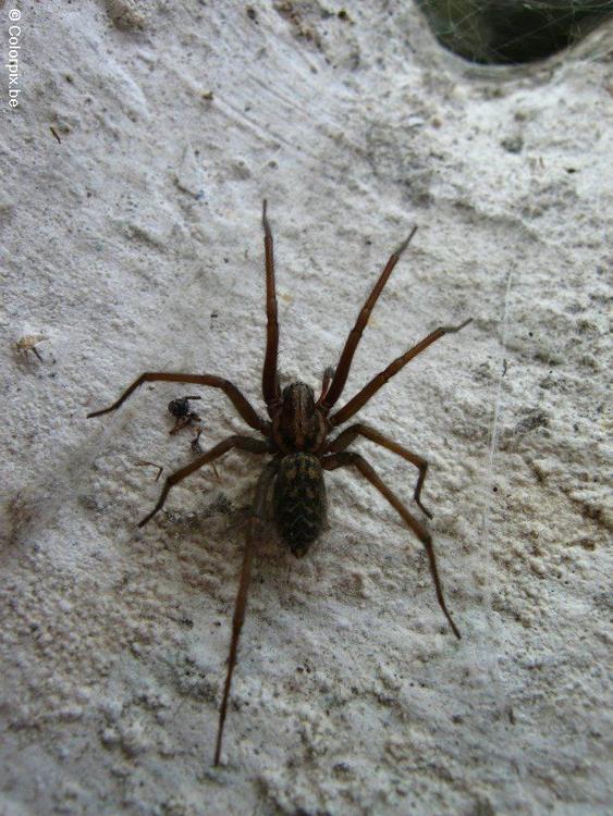 AraÃ±a