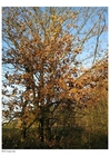 Fotos árbol en otoño