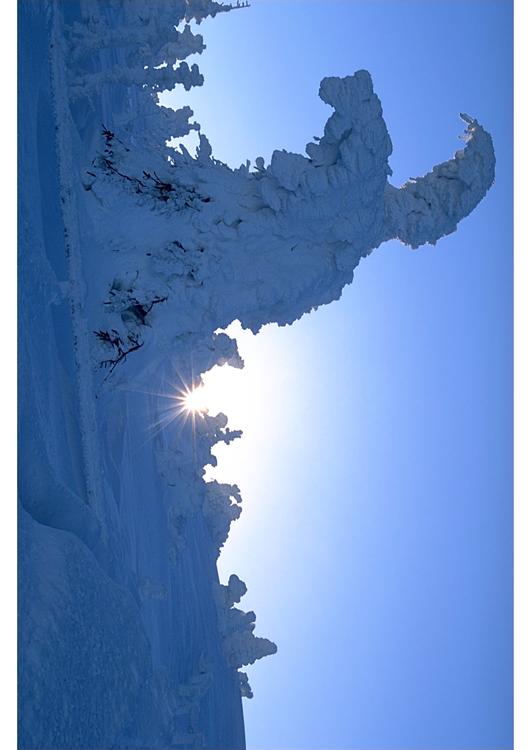 Ãrbol nevado