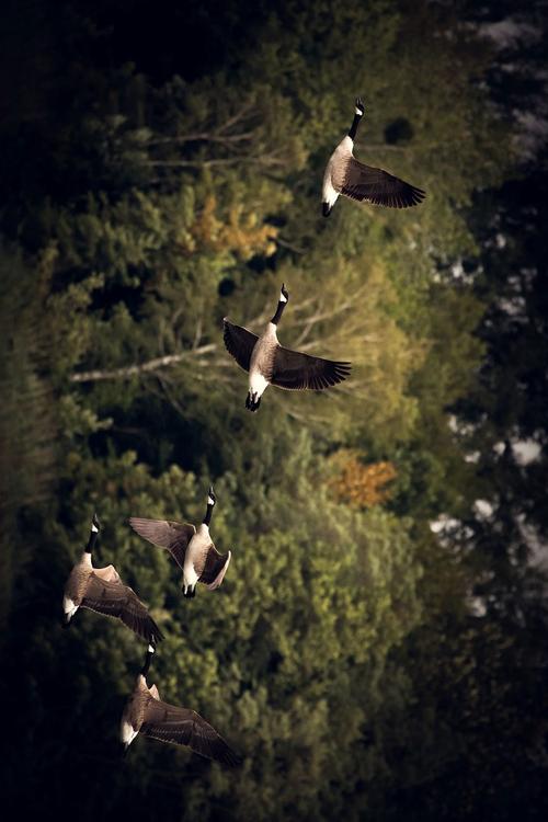 aves migratorias