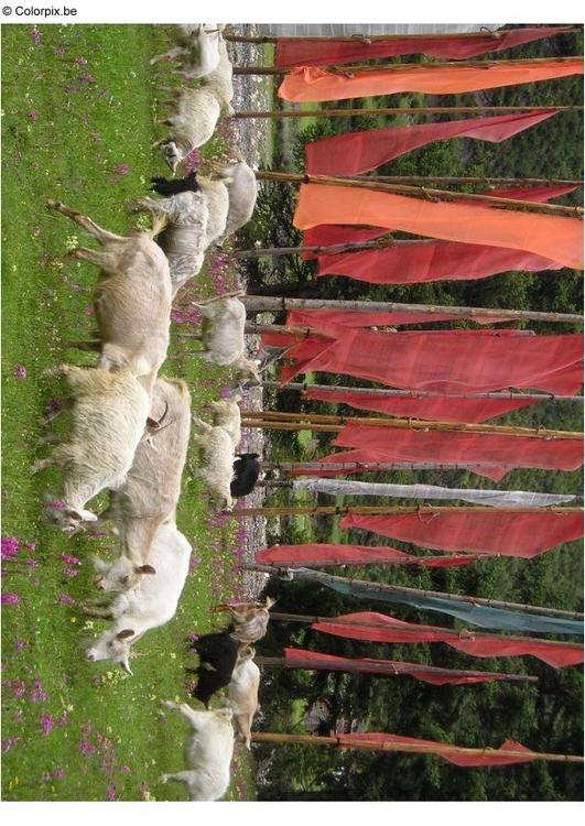 Banderas de oraciÃ³n