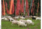 Foto Banderas de oraciÃ³n