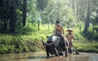 Fotos búfalo - agricultura