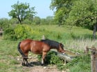 Foto caballo en el campo