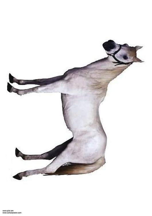Caballo