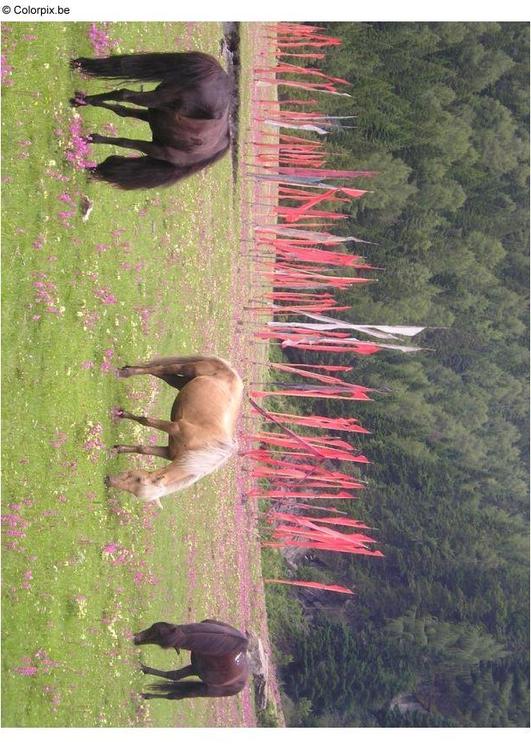 Caballos con banderas de oraciÃ³n