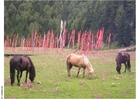 Foto Caballos con banderas de oraciÃ³n