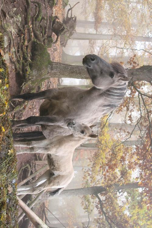 Caballos salvajes